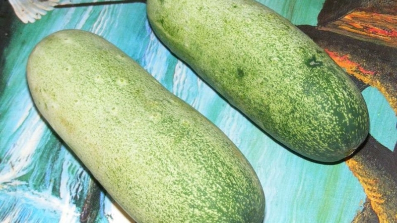 Dưa mèo 1