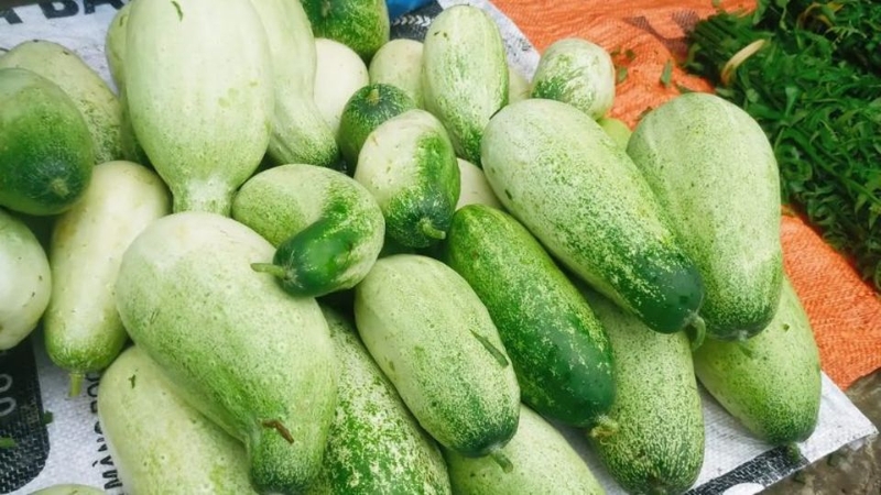 Dưa mèo 3
