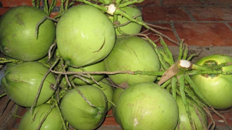 dừa xiêm 1