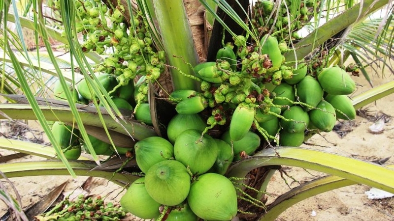dừa xiêm 4