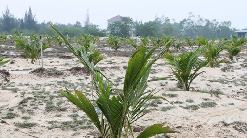dừa xiêm 5