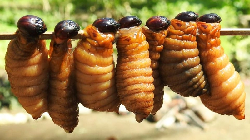 Đuông dừa là gì?