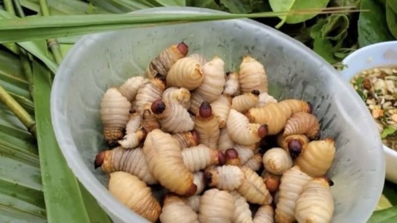 Sản phẩm Đuông Dừa Sống - Đuông dừa tươi sống chất lượng cao từ Minh Hòa Lộc Phát