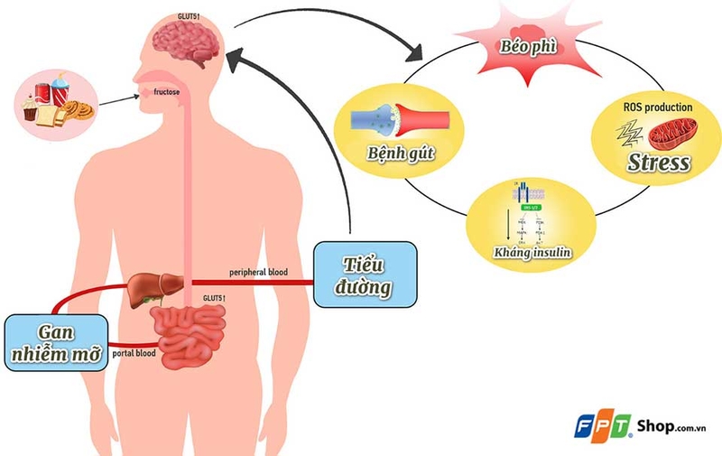 Đường fructose - 04