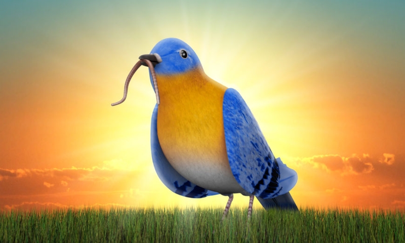 early bird là gì 1.jpg
