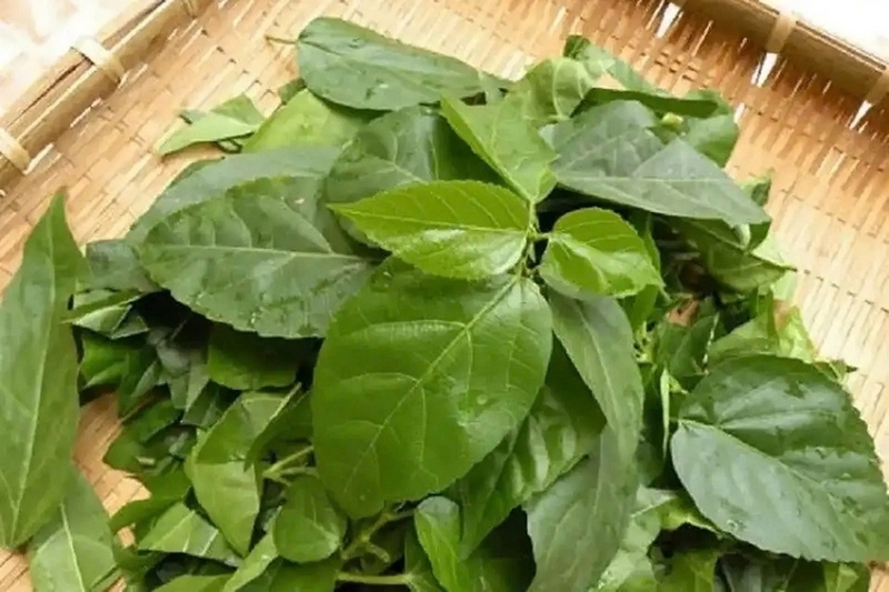 ếch xào lá cách nước cốt dừa ảnh 8