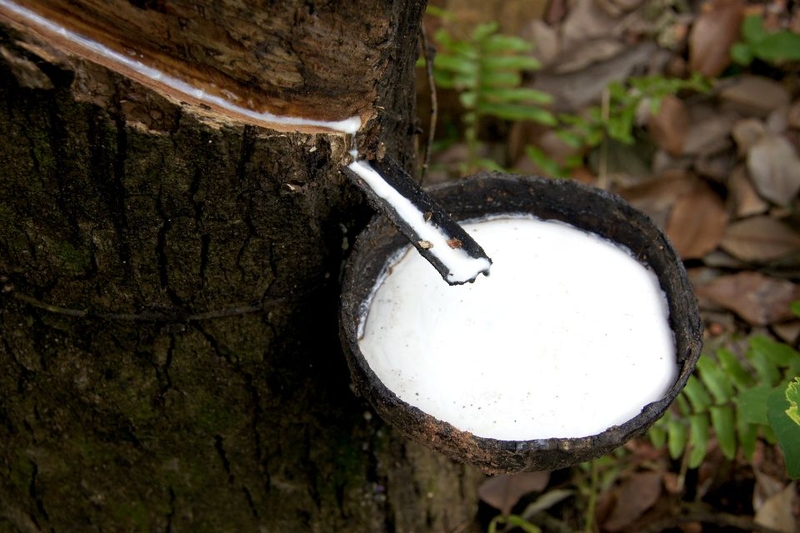 elastane (ảnh 2)