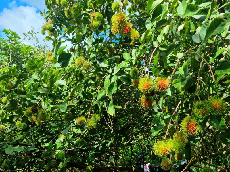 gà nấu chôm chôm 9