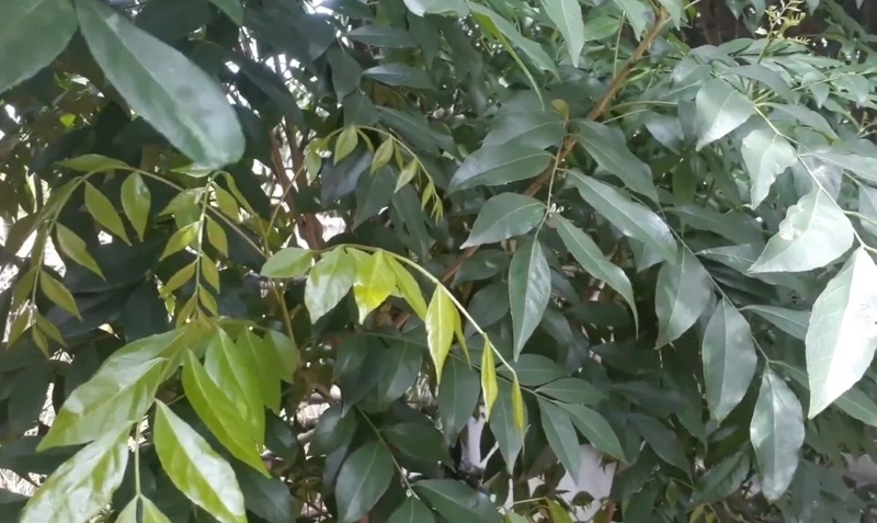 gà nướng lá mắc mật 9