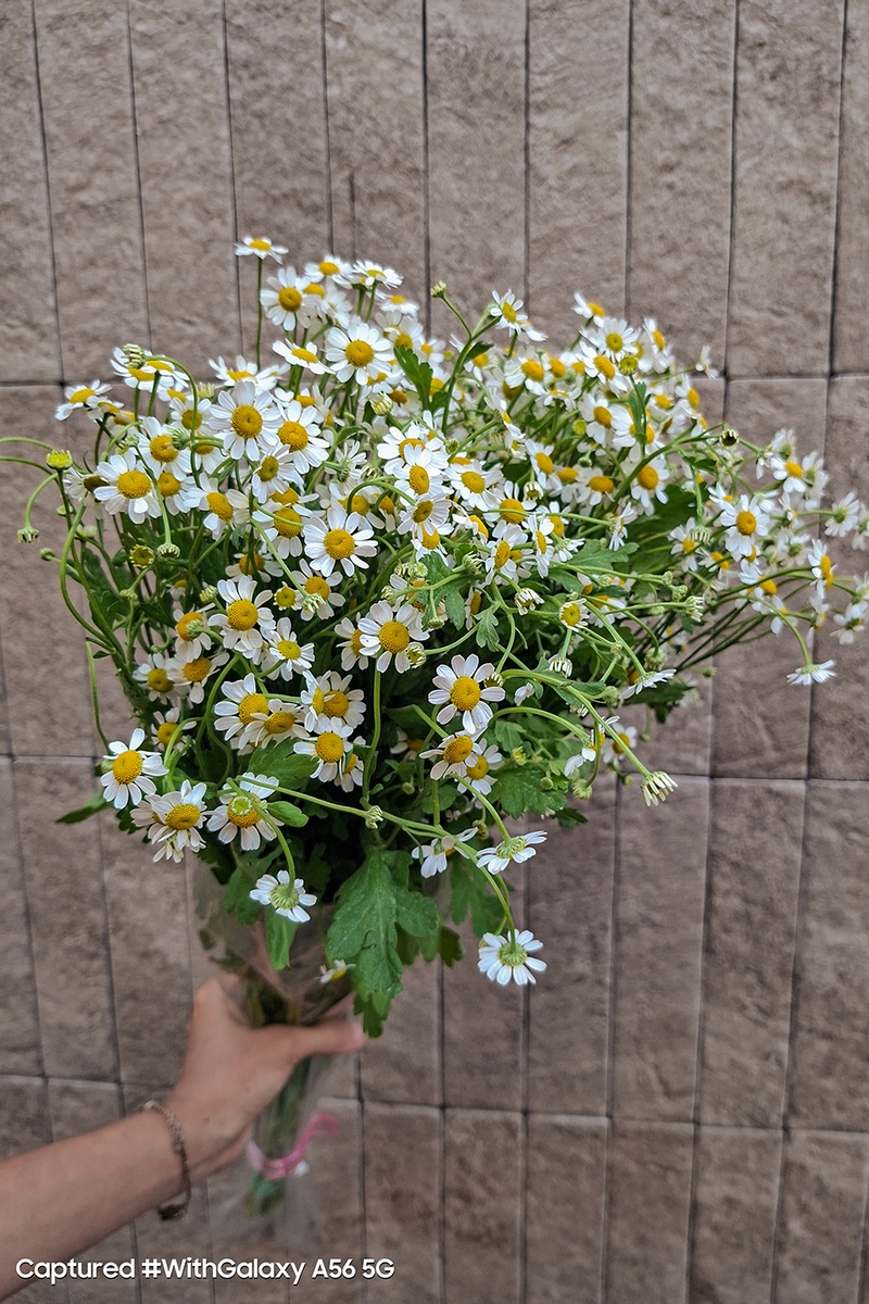 galaxy-a56-5g-lua-chon-ly-tuong-dip-tet (17).jpg