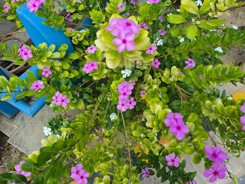 Camera Galaxy S26 FE có tốt không 7