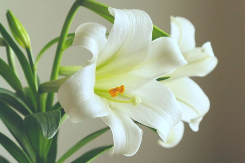 Hoa lily trắng