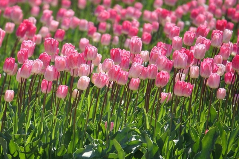 Hoa tulip