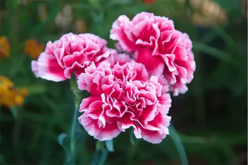 Hoa cẩm chướng