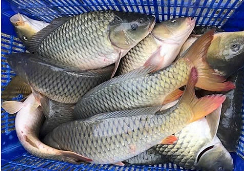 gỏi cá chép ảnh 2