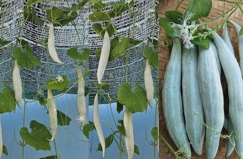 gỏi khổ qua tây ảnh 1