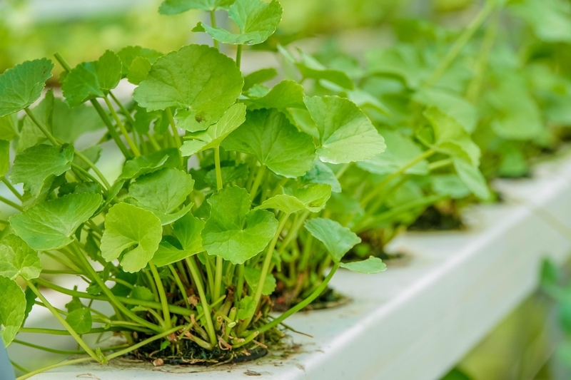 Gỏi rau má thịt bò 1