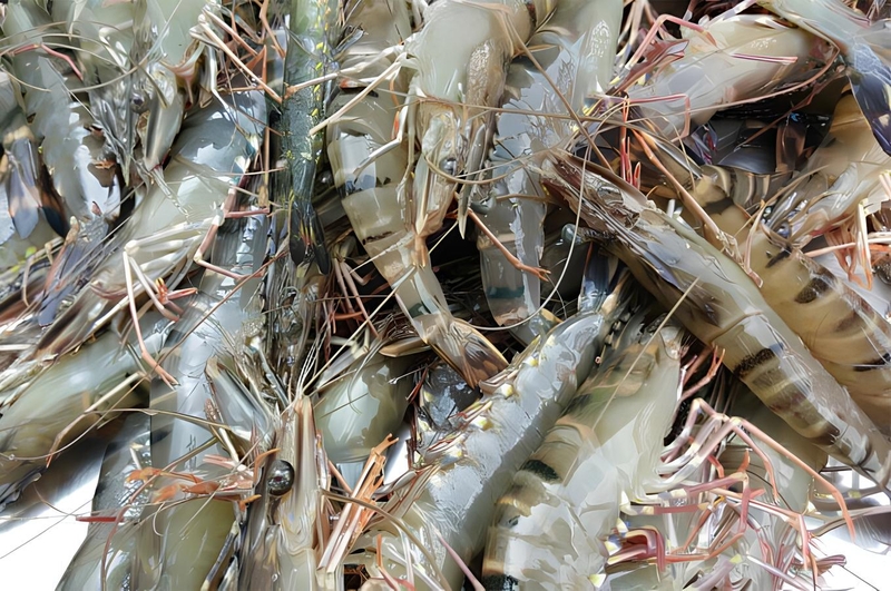 Cách chọn mua tôm tươi