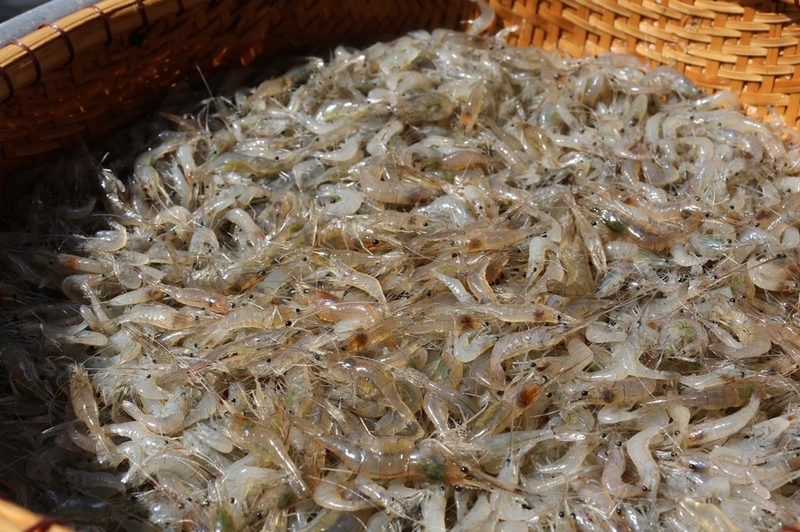 Gỏi tép bông điên điển ảnh 1