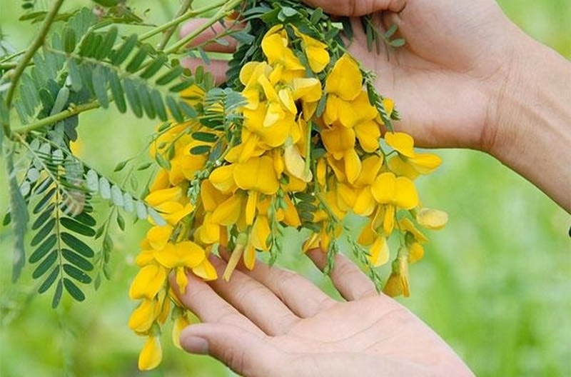 Gỏi tép bông điên điển ảnh 2