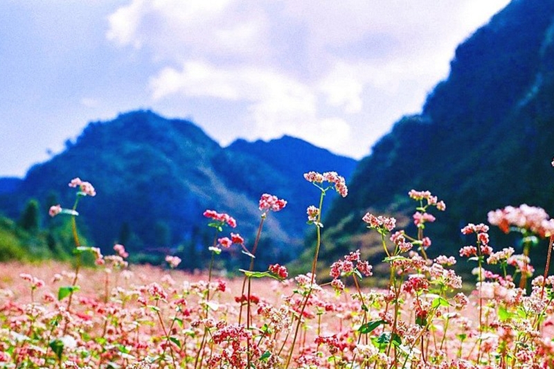 Hà Giang mùa nào đẹp nhất 5
