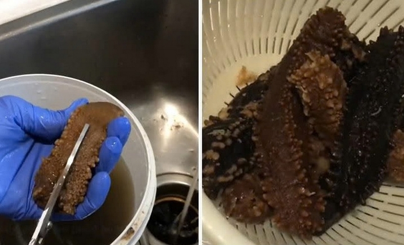 hải sâm nấu gà ảnh 1