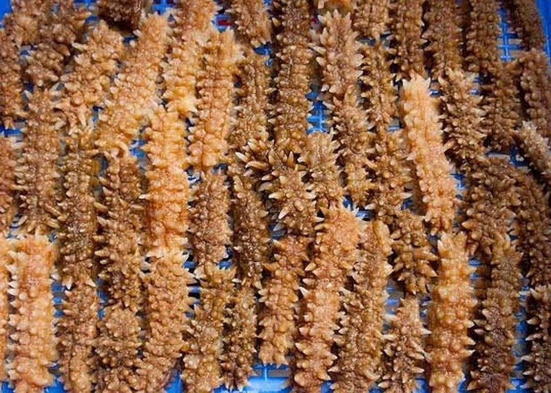 hải sâm nấu gà ảnh 2