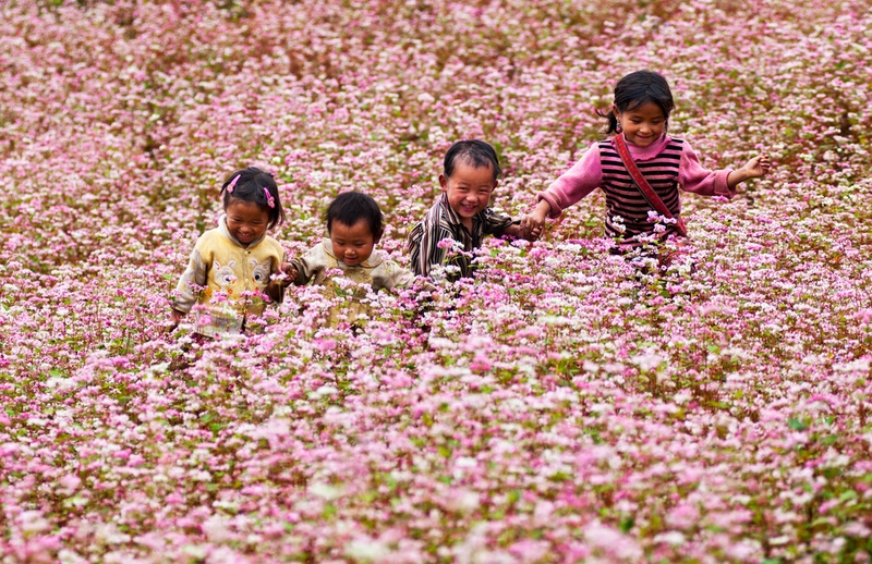 hạt Buckwheat ảnh 9