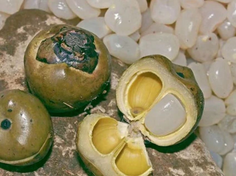 hạt đác và thốt nốt 1