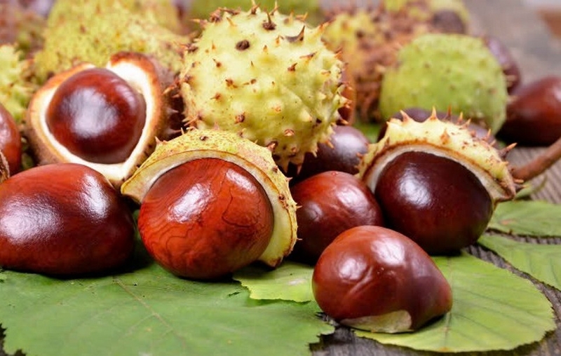 Hạt dẻ ngựa ảnh 1