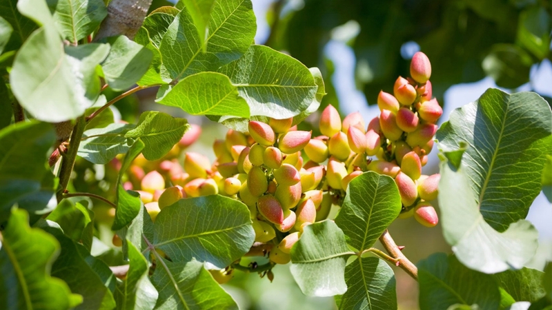 Hạt pistachio có nguồn gốc từ vùng Tây Á và Trung Á