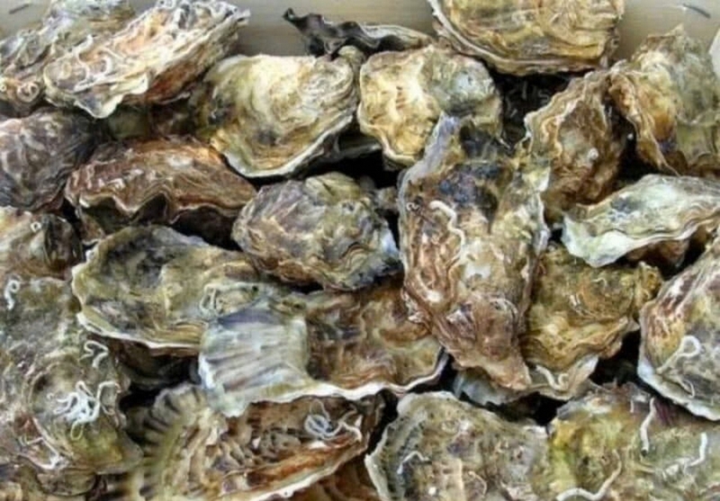 hàu nướng trứng cút ảnh 3
