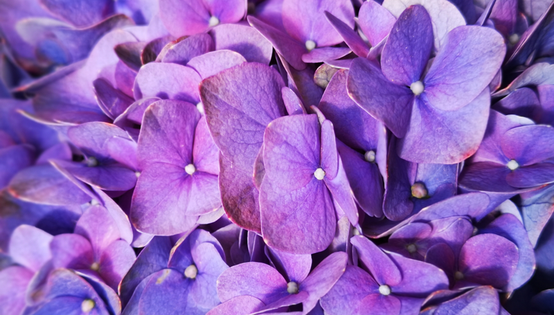 Hình ảnh hoa cẩm tú cầu màu tím 3