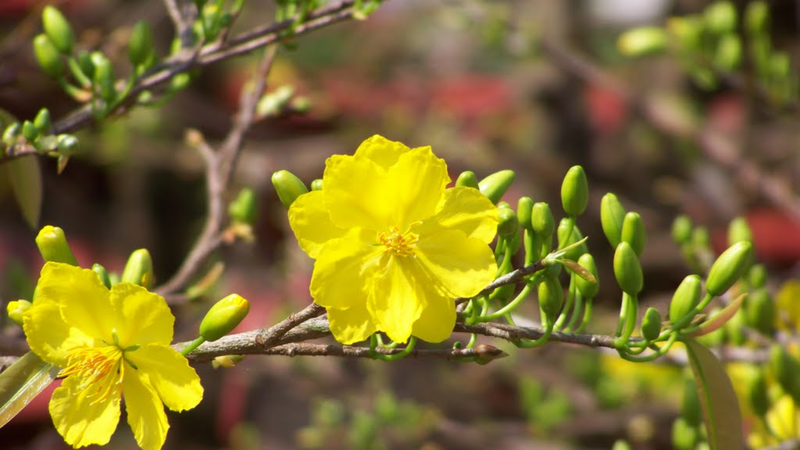 hình ảnh hoa mai Tết 15