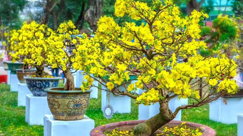 Hình ảnh hoa mai Tết 1