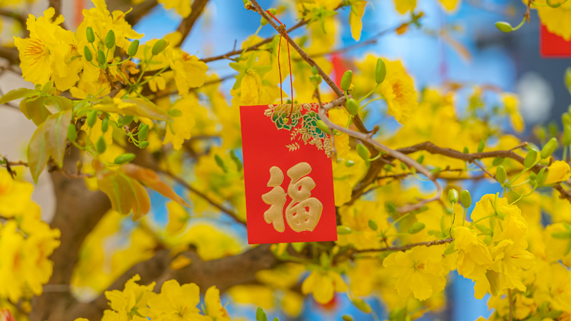 Hình ảnh hoa mai Tết 4