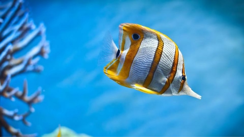 Loạt ảnh nền cá 3D sống động nhất