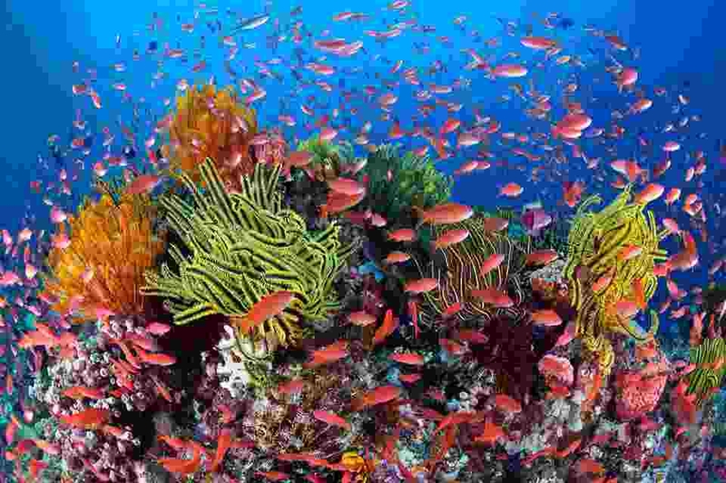 Ảnh nền cá 3D sống động