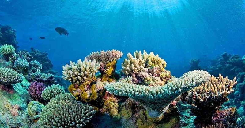 Theo dõi các mẫu ảnh nền cá sống động