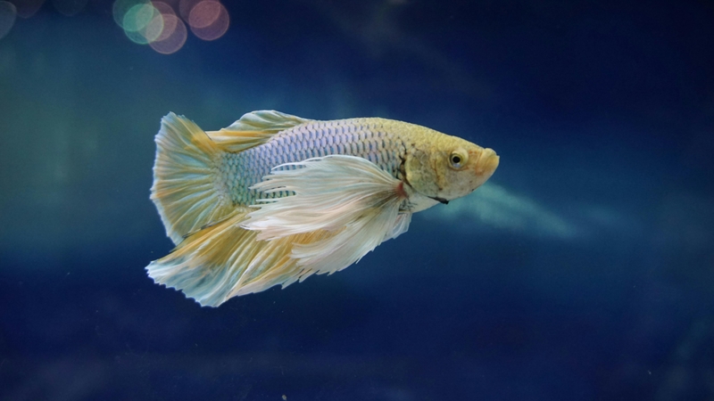 hình nền cá Betta 4K hình 12