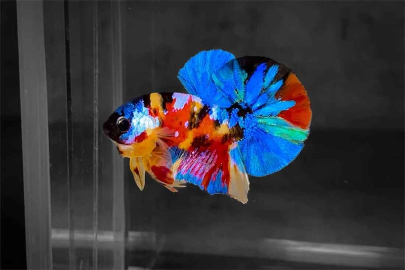 hình nền cá Betta 4K hình 14