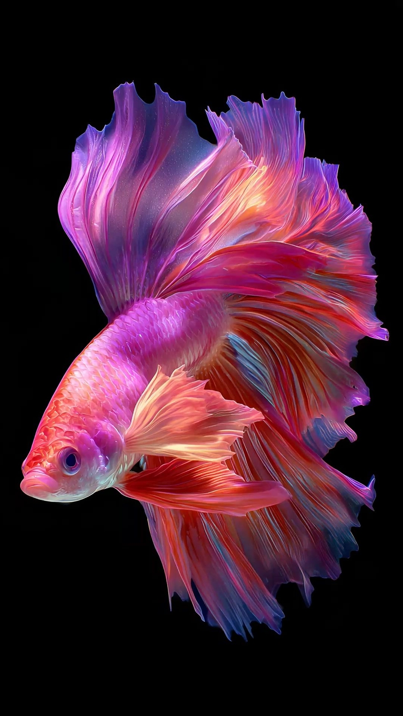hình nền cá Betta 4K hình 15