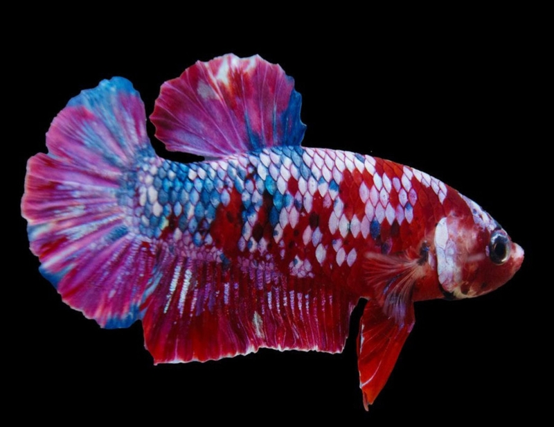 hình nền cá Betta 4K hình 1