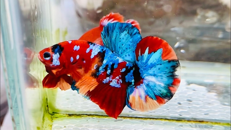 hình nền cá Betta 4K hình 2
