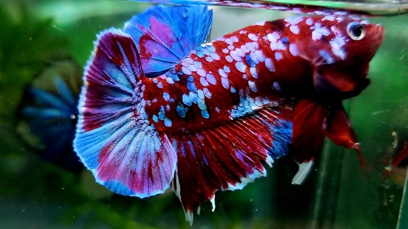 hình nền cá Betta 4K hình 3