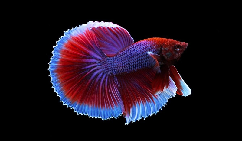 hình nền cá Betta 4K hình 6