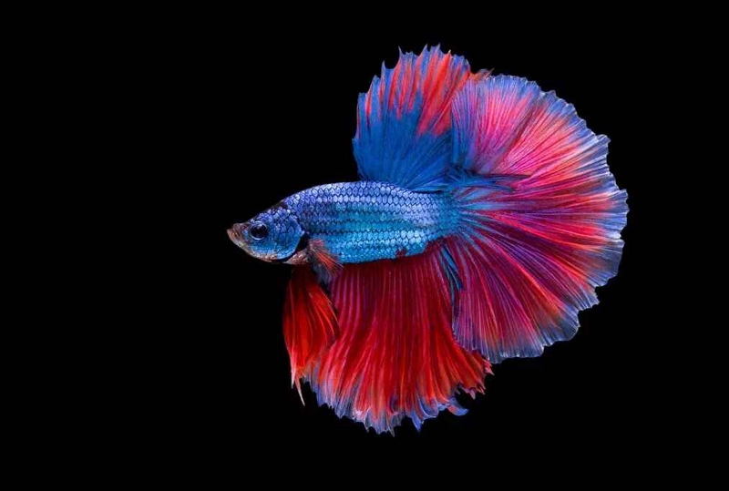 hình nền cá Betta 4K hình 8