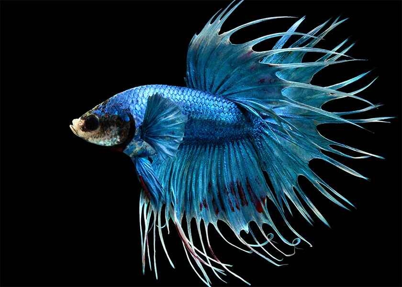 hình nền cá Betta 4K hình 9