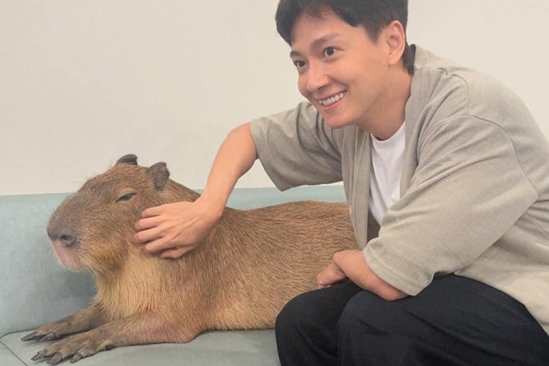 Hình nền capybara cute 8