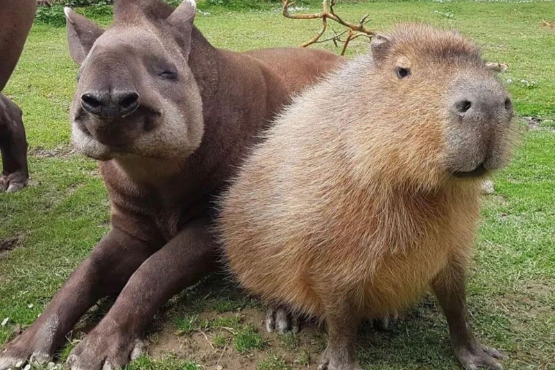 Hình nền capybara cute 14